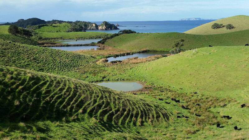 Cows And Coves