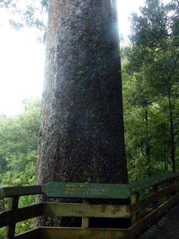 Southern-Most Big Kauri