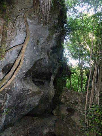 Limestone Boulder Garden Jungle